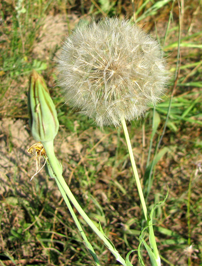 Image of Tragopogon dubius ssp. major specimen.