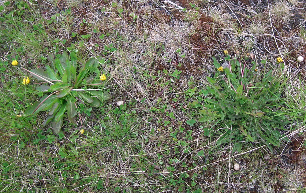 Изображение особи род Taraxacum.