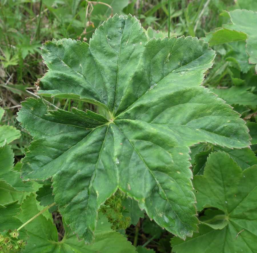 Image of genus Alchemilla specimen.