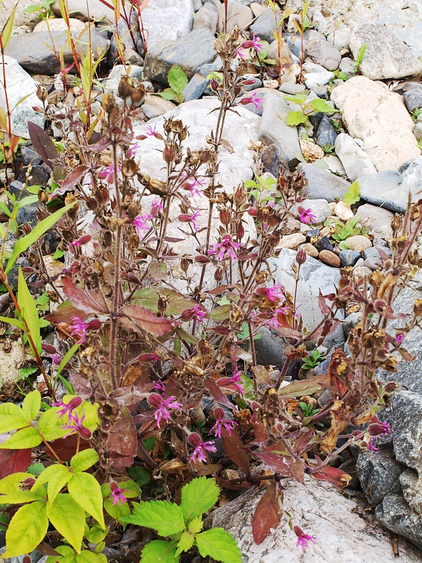 Image of Silene olgae specimen.