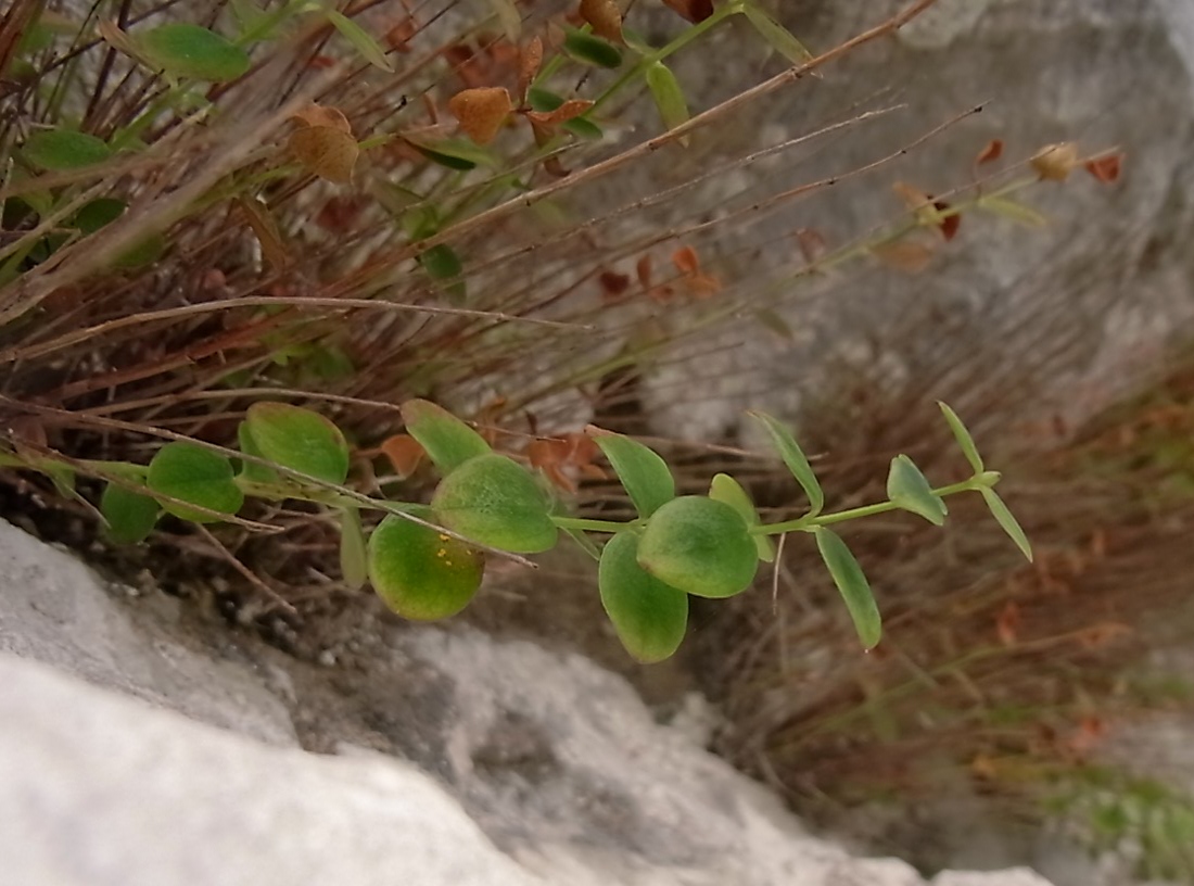 Image of Hypericum nummularium specimen.