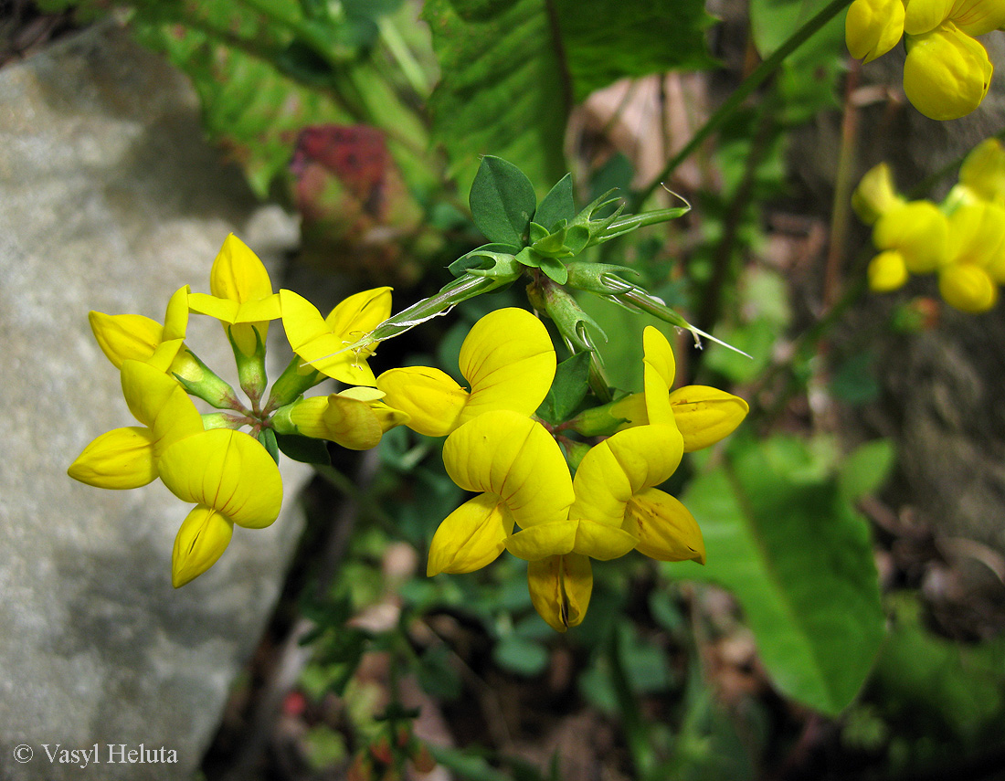 Изображение особи Lotus corniculatus.