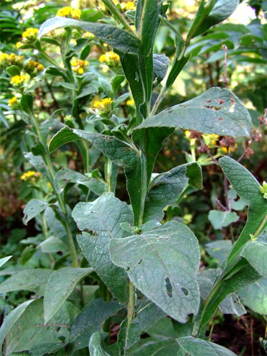 Image of Inula thapsoides specimen.