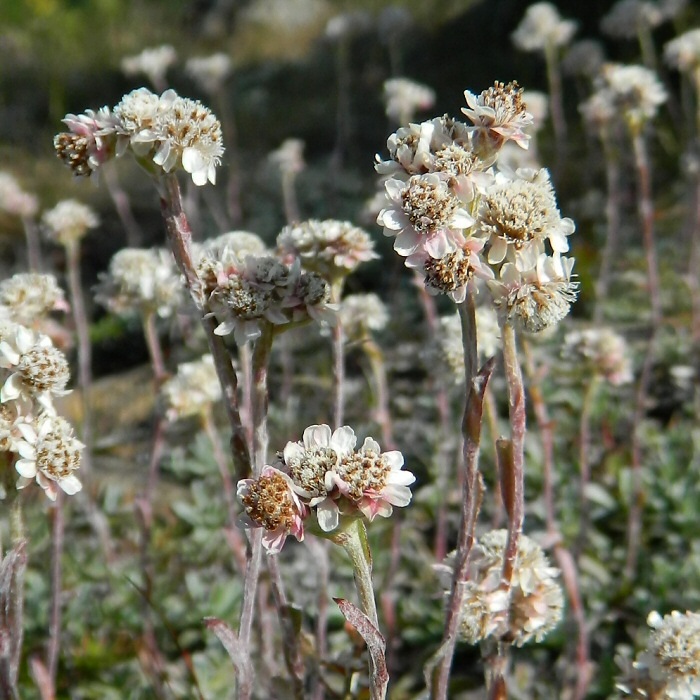 Изображение особи Antennaria dioica.