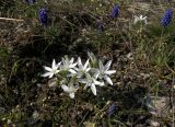 Ornithogalum navaschinii