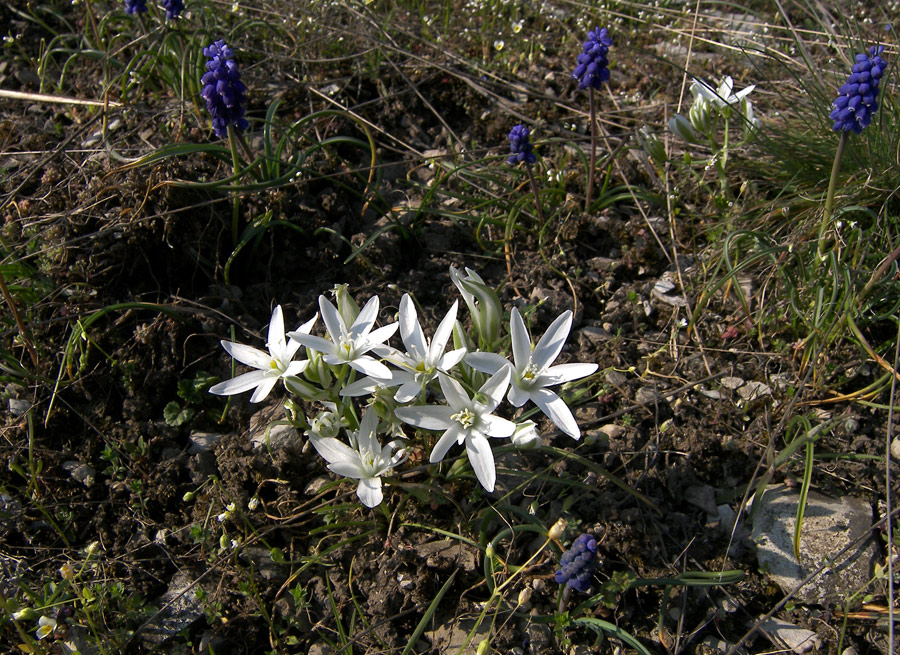 Изображение особи Ornithogalum navaschinii.