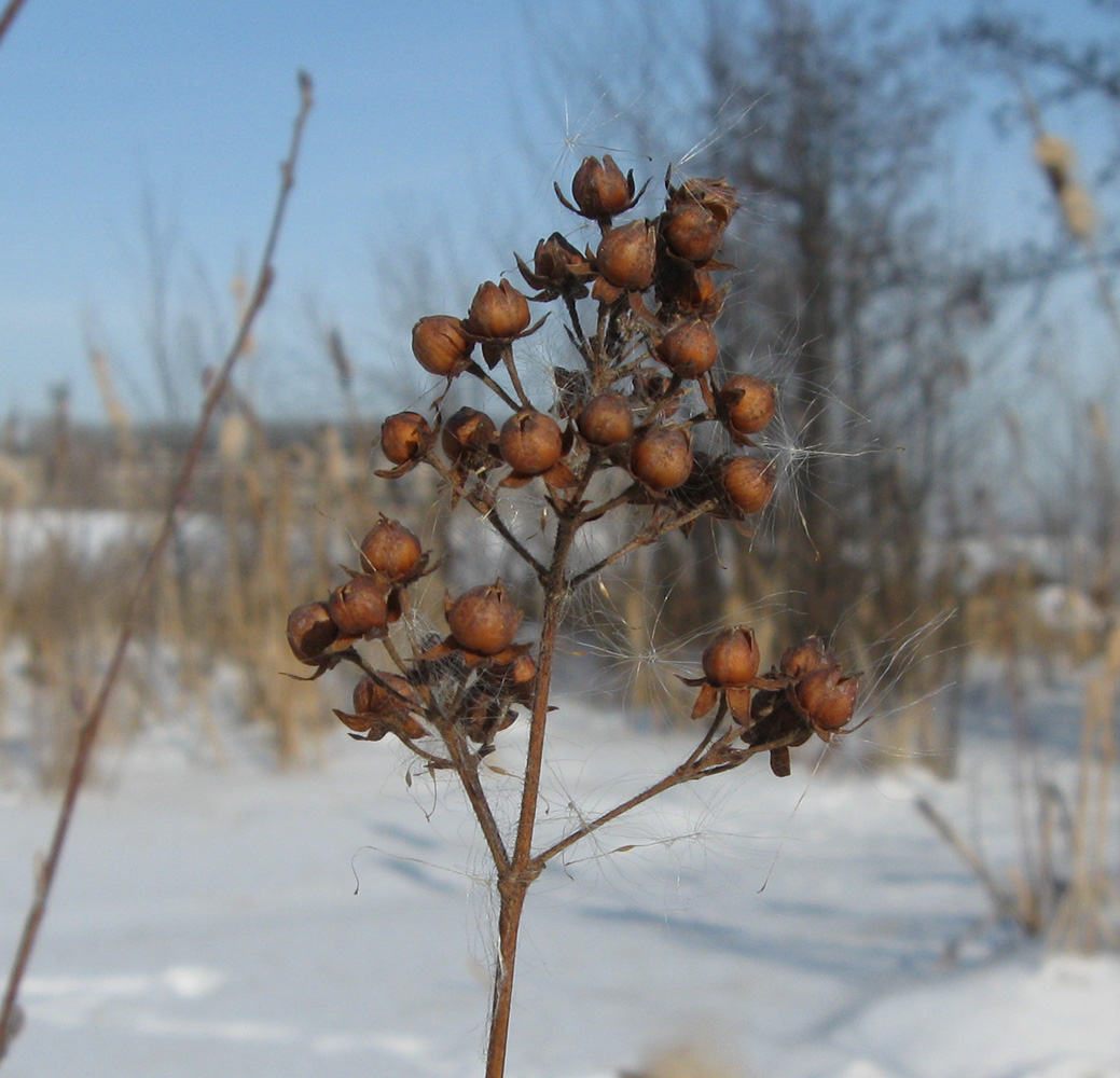 Image of Lysimachia vulgaris specimen.