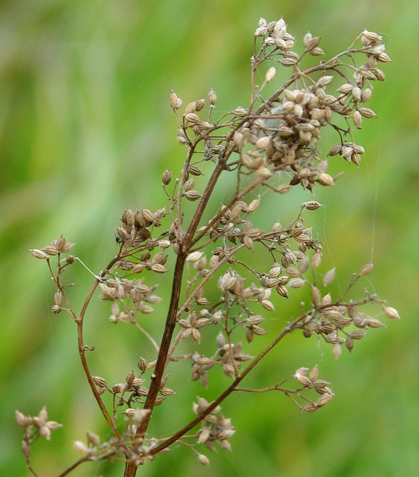 Image of Thalictrum lucidum specimen.