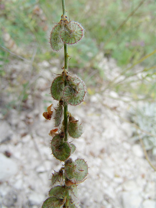 Image of Onobrychis bobrovii specimen.