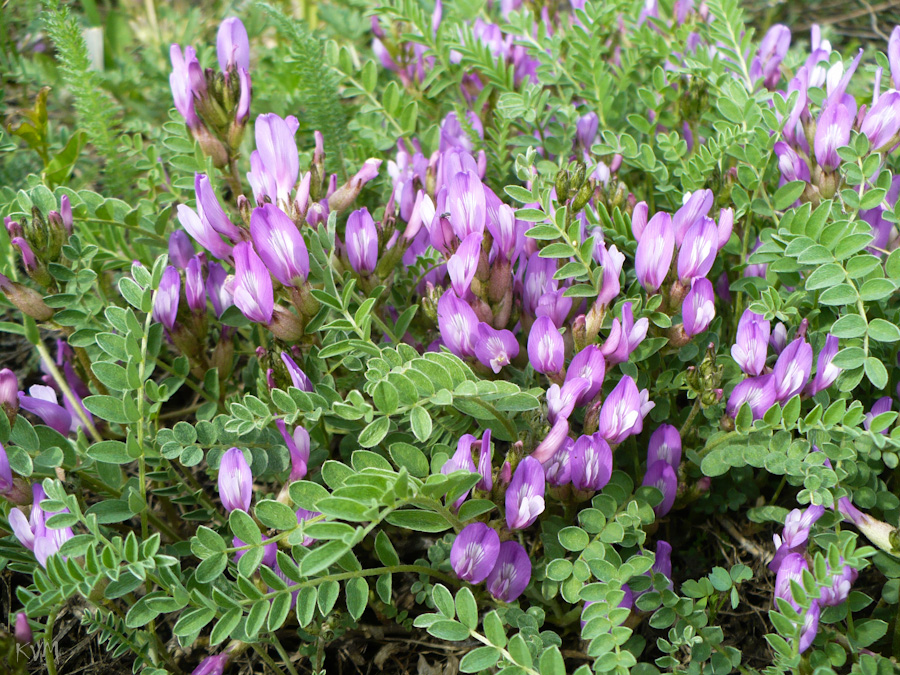 Image of Astragalus megalanthus specimen.