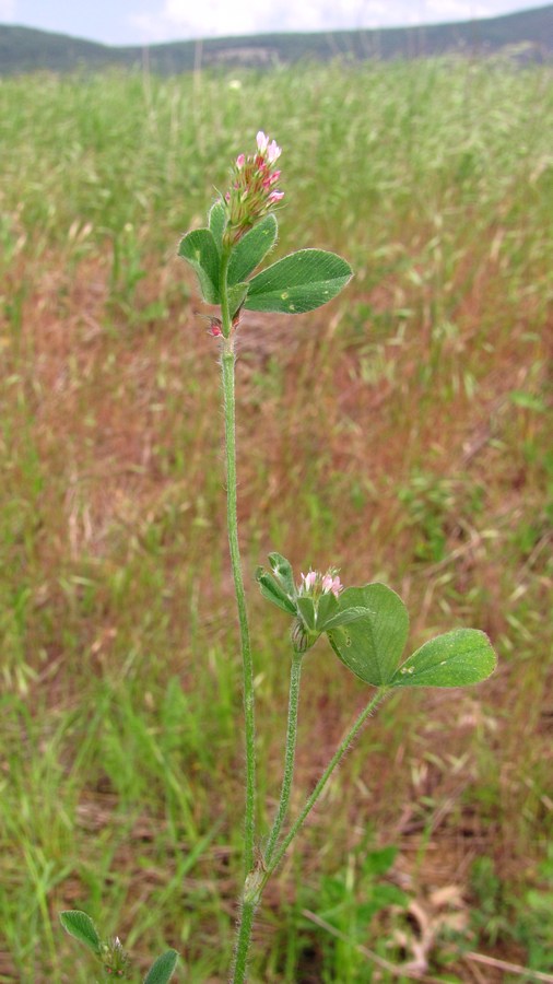 Изображение особи Trifolium squamosum.