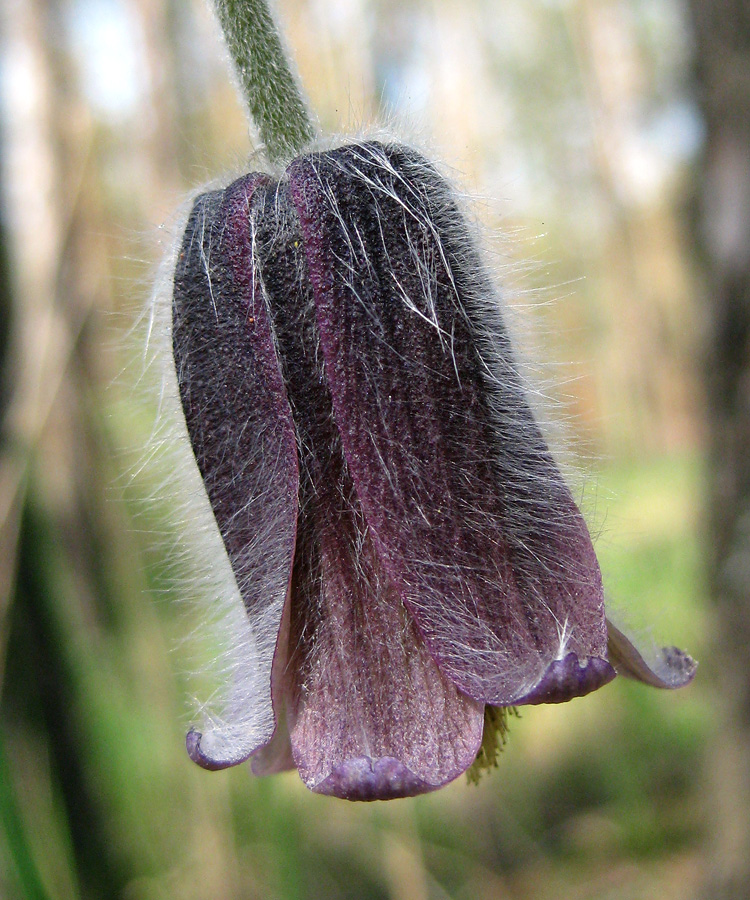 Изображение особи Pulsatilla pratensis.