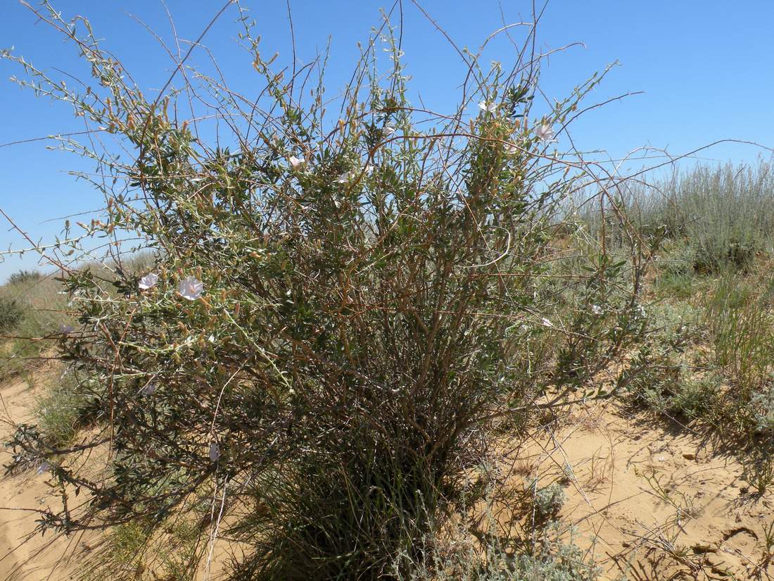 Image of Convolvulus fruticosus specimen.