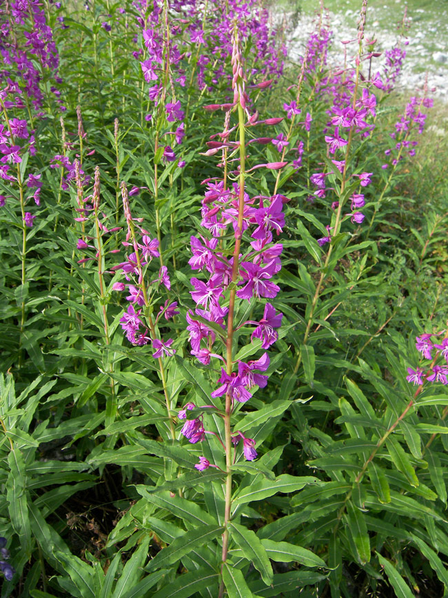 Image of Chamaenerion angustifolium specimen.