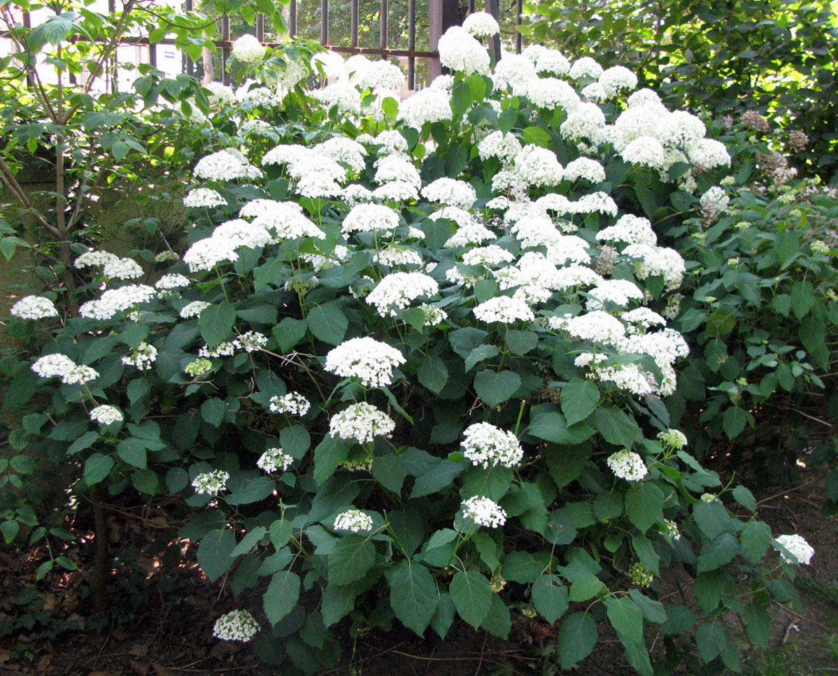 Image of Hydrangea arborescens specimen.