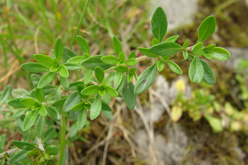 Image of Thymus mongolicus specimen.