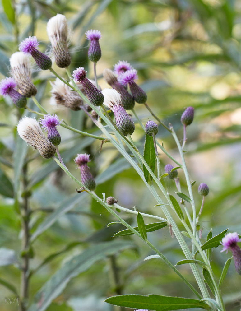 Изображение особи Cirsium setosum.