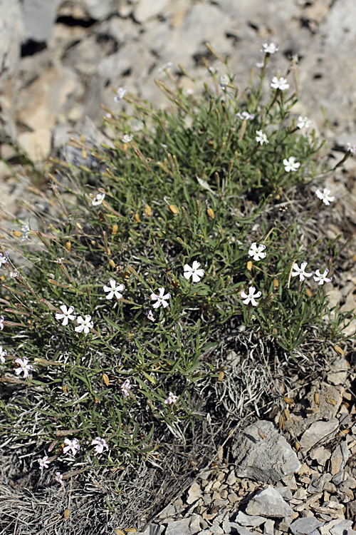 Изображение особи Silene guntensis.