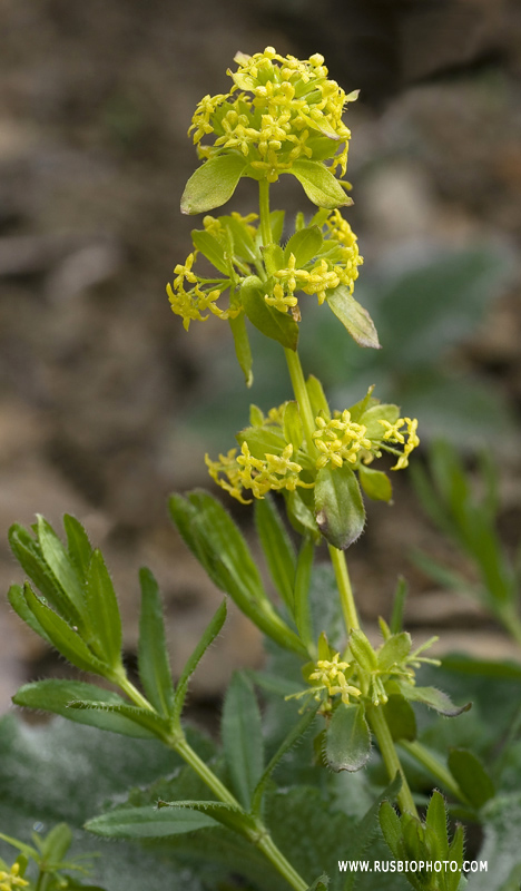 Image of Cruciata taurica specimen.