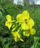 Brassica campestris. Соцветие. Иркутская обл., г. Бодайбо, правый борт долины р. Витим, обочина грунтовой дороги. 04.07.2012.