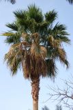 Washingtonia robusta. Крона вегетирующего растения. Египет, Синай, Шарм-эль-Шейх, в культуре. 19.02.2009.
