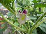 Martynia parviflora