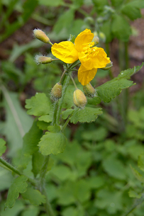 Image of Chelidonium majus specimen.