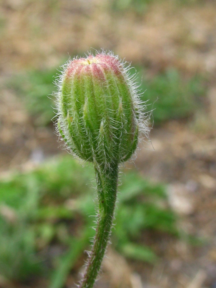 Image of Crepis rhoeadifolia specimen.