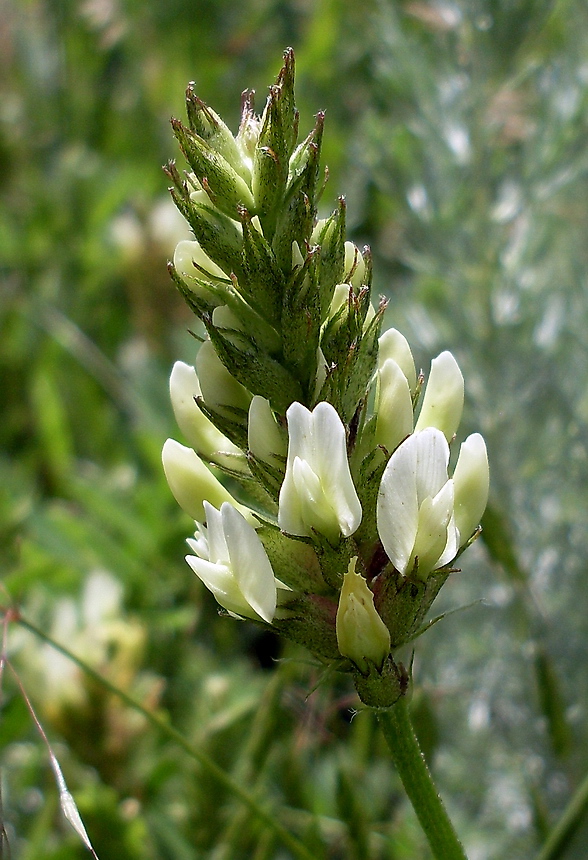 Изображение особи Astragalus cicer.