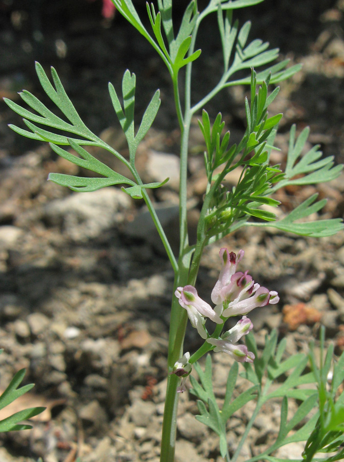 Image of Fumaria parviflora specimen.