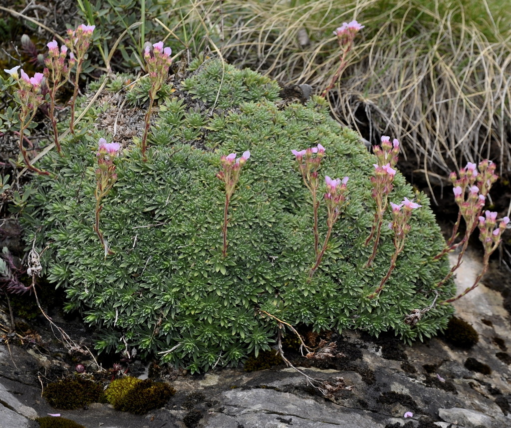 Изображение особи Saxifraga scardica.