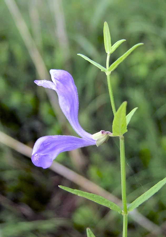 Image of Scutellaria ikonnikovii specimen.