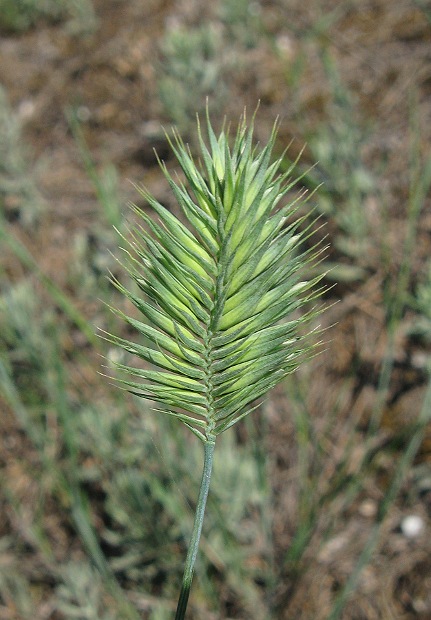 Image of Agropyron pinifolium specimen.