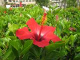 Hibiscus rosa-sinensis