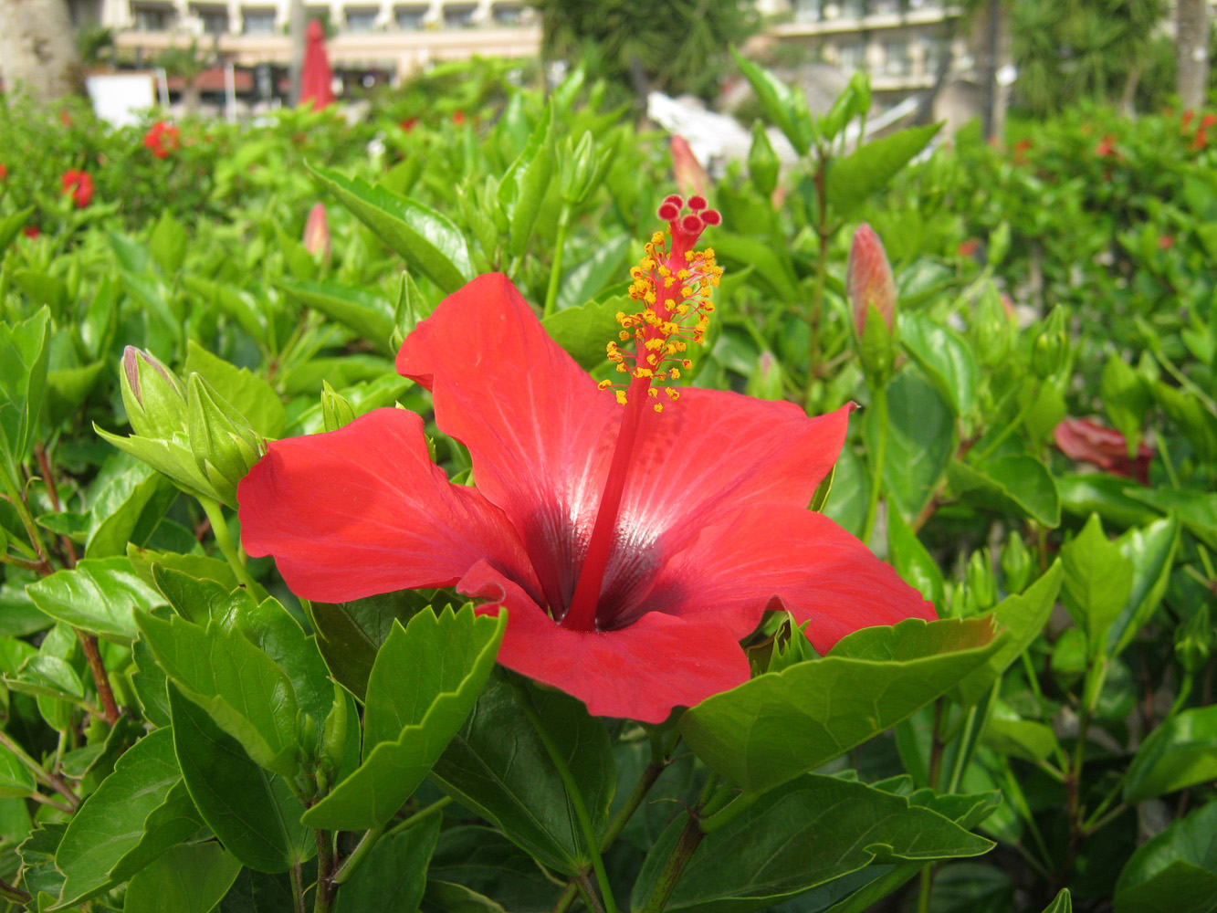 Image of Hibiscus rosa-sinensis specimen.