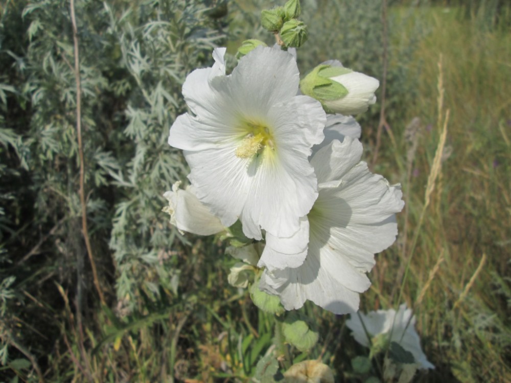 Изображение особи Alcea rugosa.