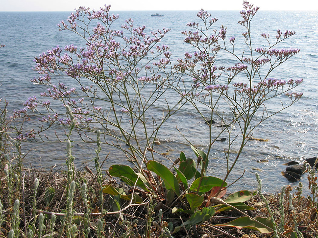 Изображение особи Limonium scoparium.