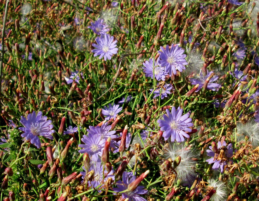 Image of Lactuca tatarica specimen.