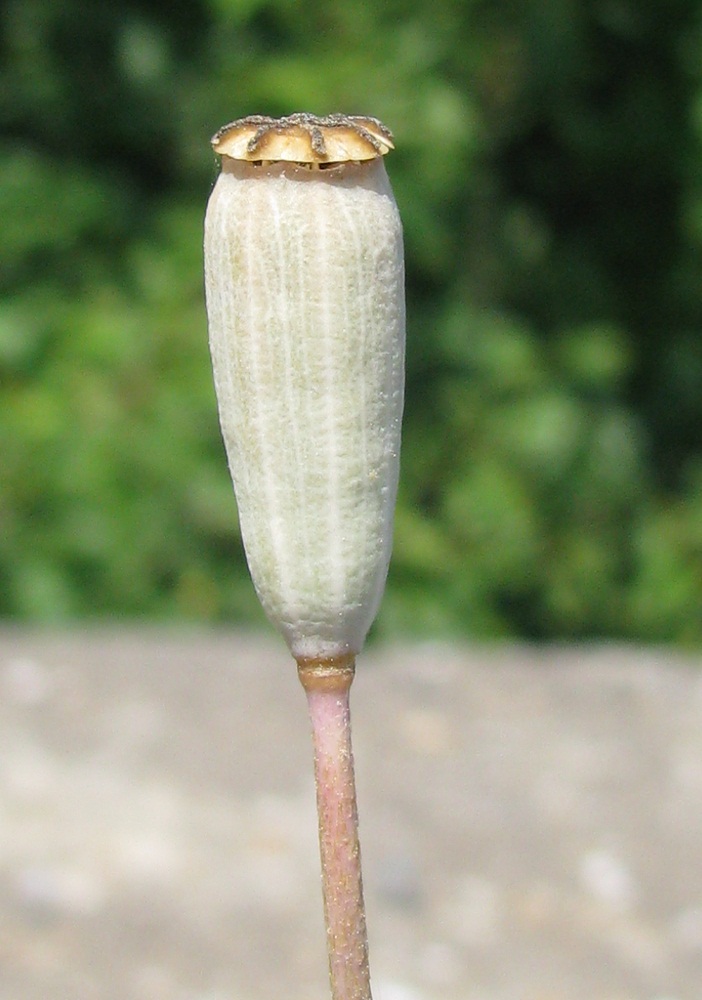 Image of genus Papaver specimen.