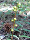 Pyrola chlorantha