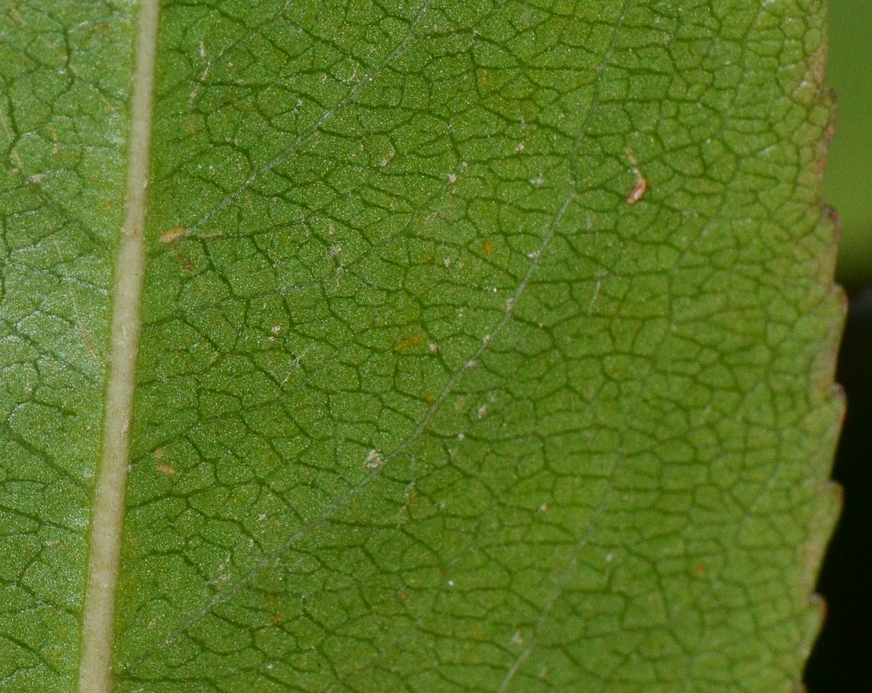 Image of Catha edulis specimen.