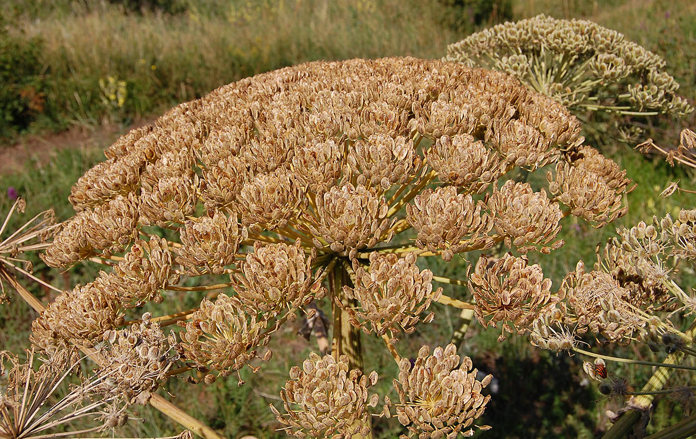 Image of Heracleum stevenii specimen.