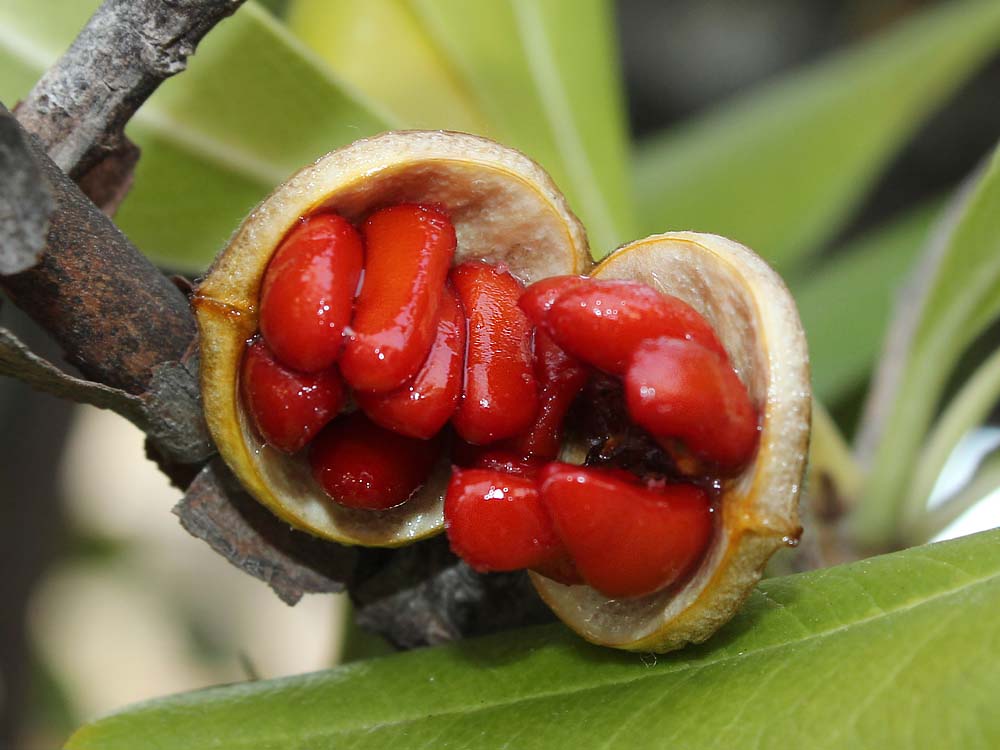 Image of Pittosporum tobira specimen.