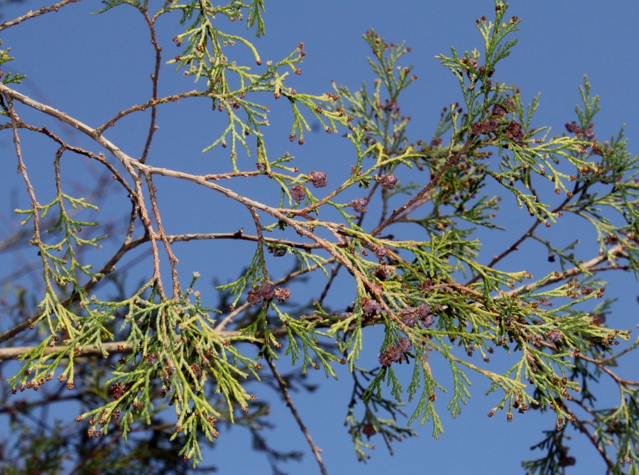 Image of Chamaecyparis thyoides specimen.