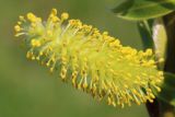 Salix euxina. Соцветие. Ростовская обл., Неклиновский р-н, Самбекское с/п, дол. р. Самбек. 17.04.2014.