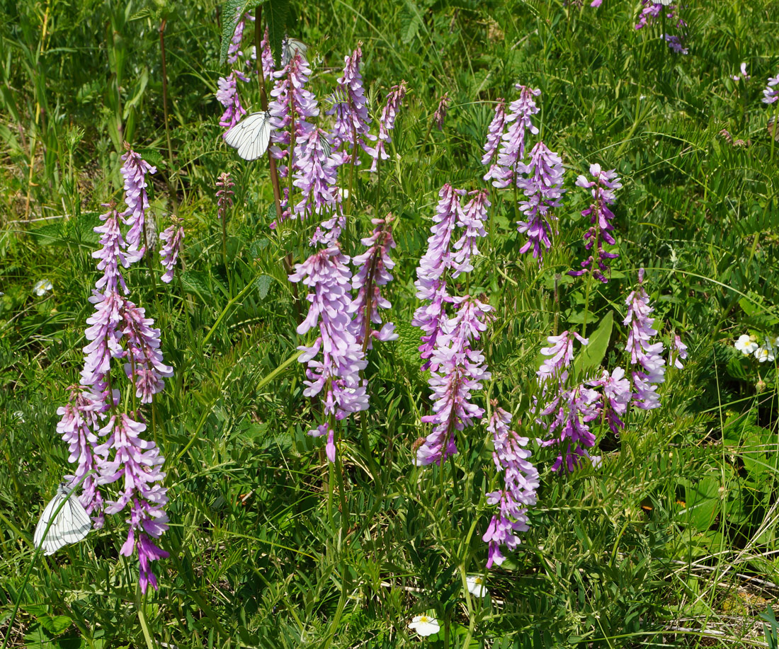 Изображение особи Vicia tenuifolia.