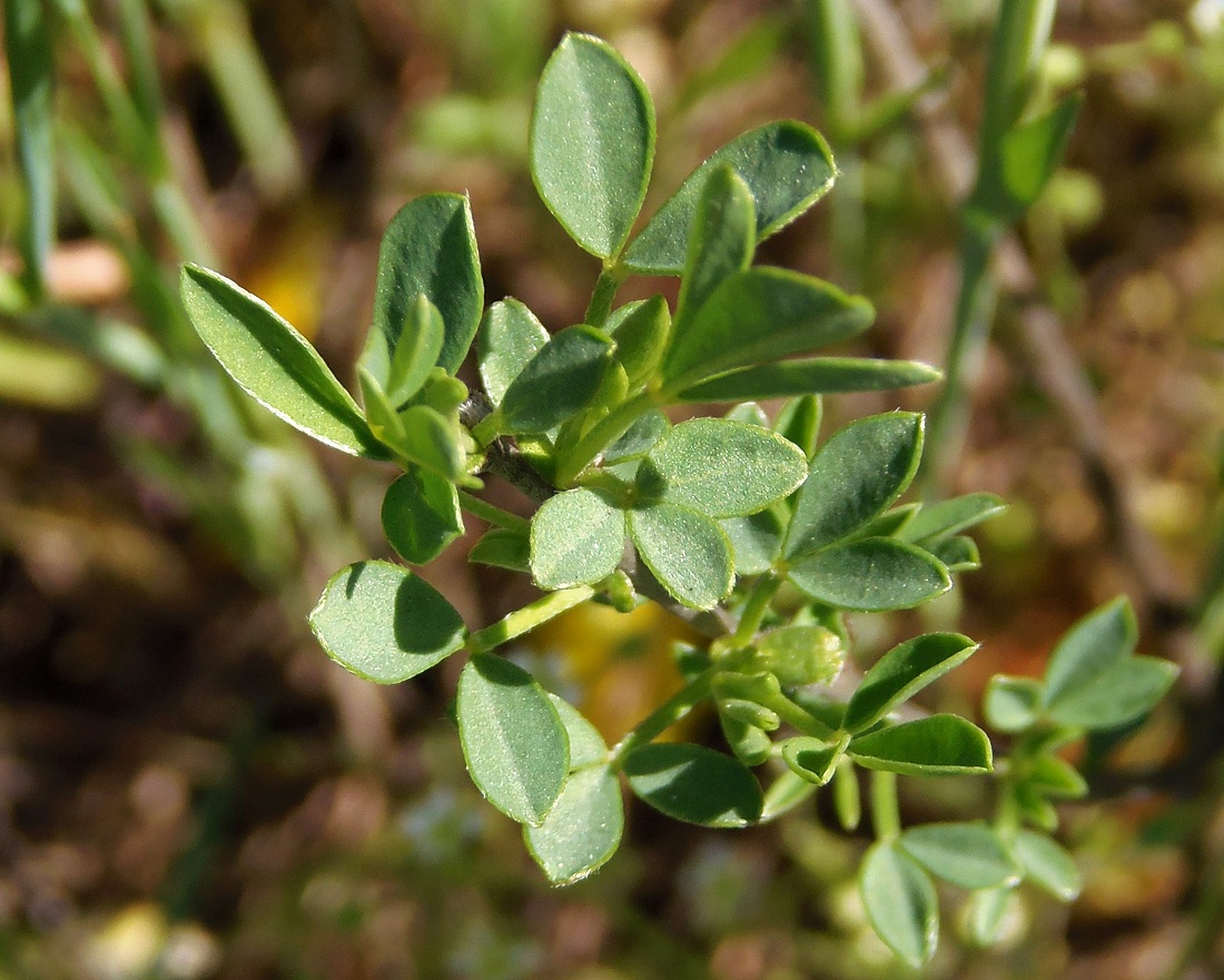 Image of Chamaecytisus borysthenicus specimen.