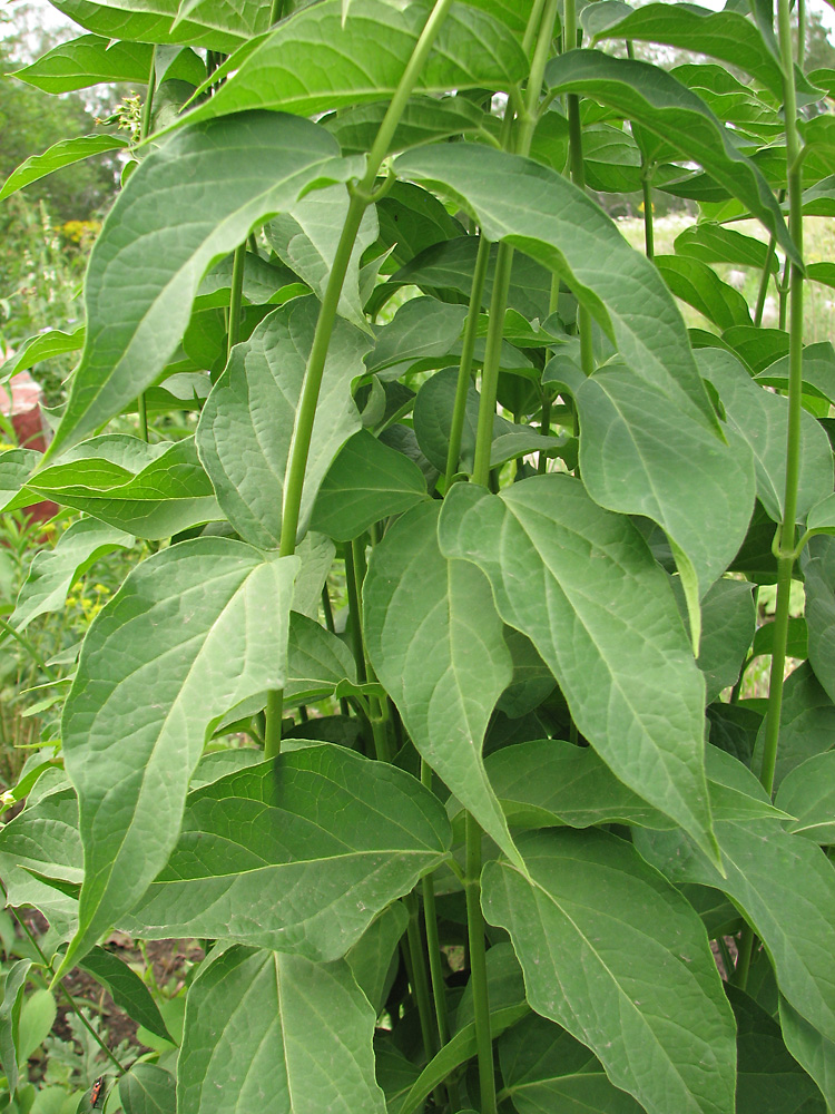 Image of Vincetoxicum flavum specimen.