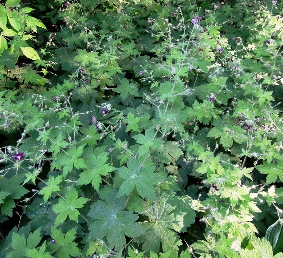 Изображение особи Geranium phaeum.