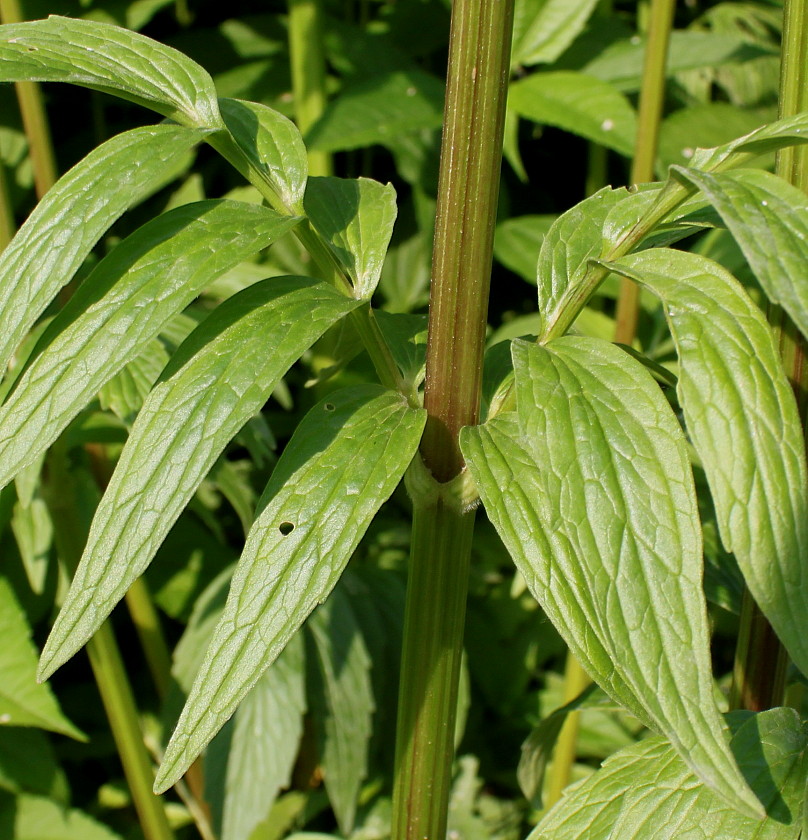 Изображение особи род Valeriana.